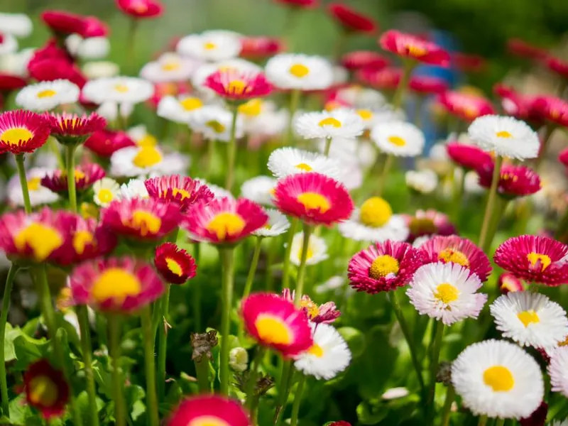 A flower bed with red and white daisies