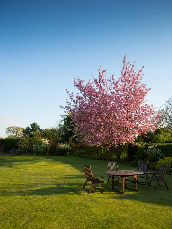 Garden with a new lawn, a flowering tree and a seating area