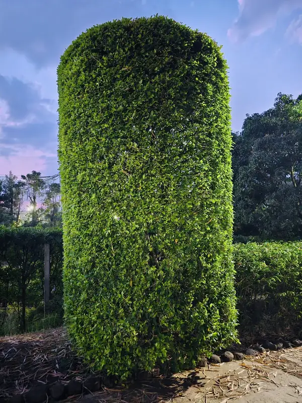 A tall hedge trimmed into a clean column