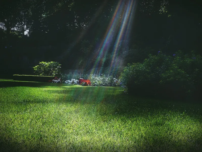 A freshly renovated lawn in evening light